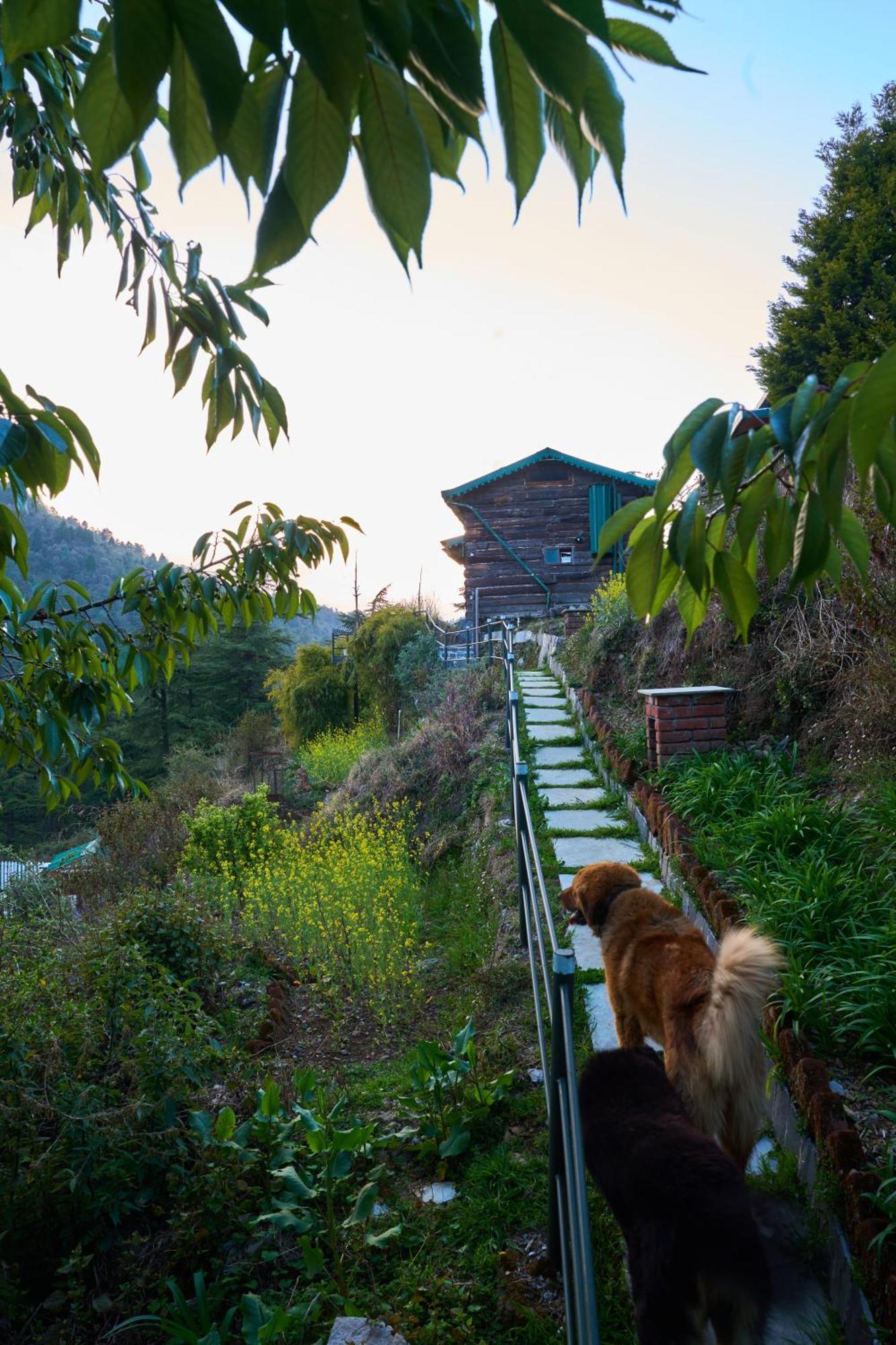 Seegreen Lodges Mussoorie Eksteriør bilde
